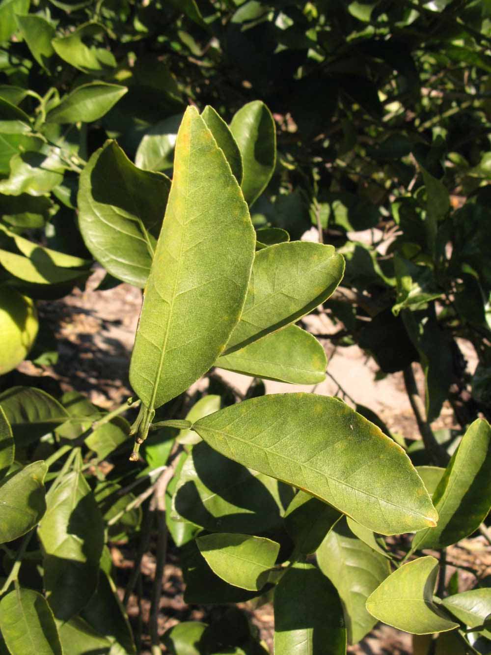            Sun leaves (Winter Haven, FL)   
